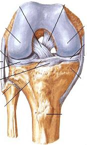 Patologie del ginocchio