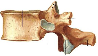 Patologie della colonna vertebrale